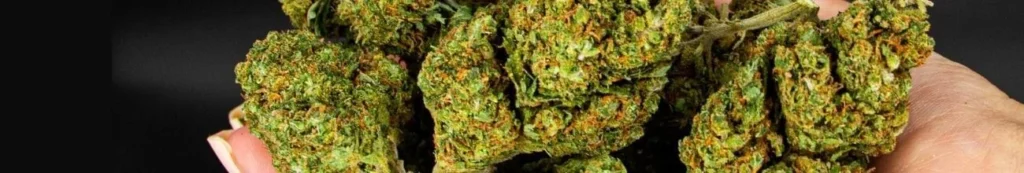 MYBUD SHOP — vue 1