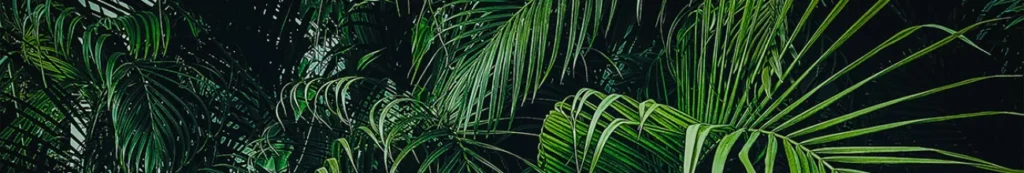 NEOACADEMIE — vue 1